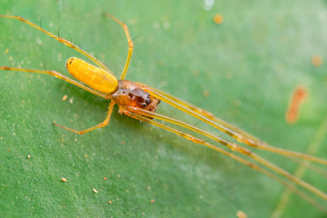 Tylorida sp. 